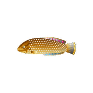 Luxury Ornate Wrasse